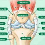 Thay Khớp Gối Là Gì? Chỉ Định, Quy Trình & Phục Hồi Sau Mổ