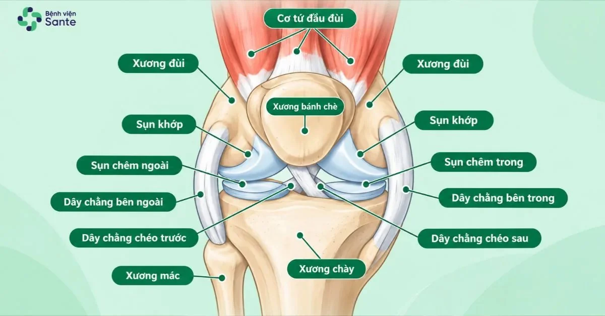 Bệnh viện Sante - Thay Khớp Gối Là Gì? Chỉ Định, Quy Trình & Phục Hồi Sau Mổ Cấu tạo giải phẫu khớp gối và cơ chế tổn thương sụn khớp